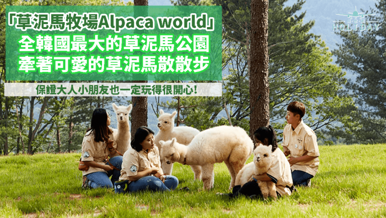 韓國親子遊 – 草泥馬牧場Alpaca world ，全韓國最大的草泥馬公園，可以讓你牽著可愛的草泥馬散散步~小朋友一定捨不得走喔~